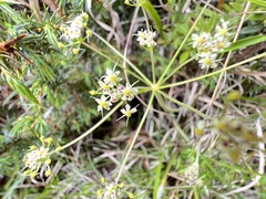 Pimpinella niitakayamensis