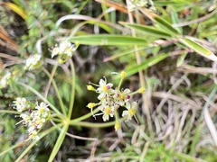 Pimpinella niitakayamensis