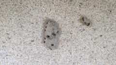 Sceliphron madraspatanum