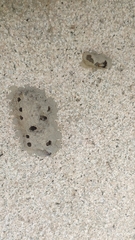 Sceliphron madraspatanum