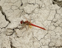 Sympetrum fonscolombii