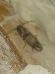 Conoderus vespertinus