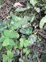 Puccinia oxalidis