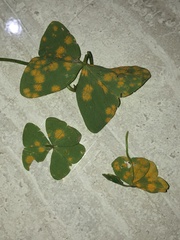 Puccinia oxalidis