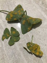 Puccinia oxalidis