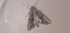 Apamea monoglypha