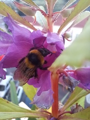 Bombus ruderatus