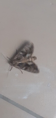 Apamea monoglypha