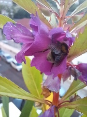 Bombus ruderatus