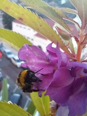 Bombus ruderatus
