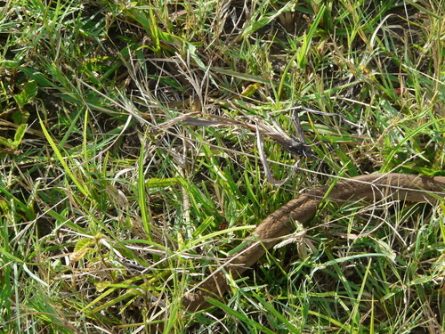 Causus rhombeatus