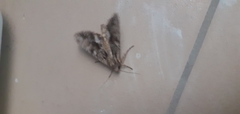 Apamea monoglypha