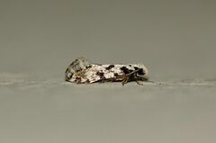 Nemapogon nevadella