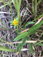 Sphagneticola calendulacea