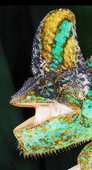 Chamaeleo calyptratus