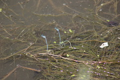 Platycnemis pennipes