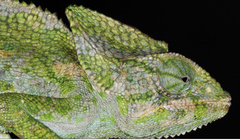 Chamaeleo arabicus