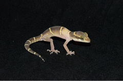 Cyrtodactylus deccanensis