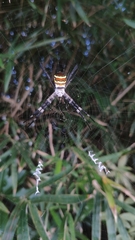 Argiope amoena