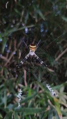 Argiope amoena