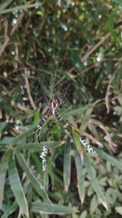 Argiope amoena