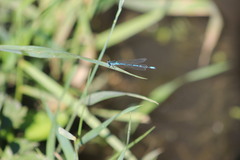 Coenagrion puella