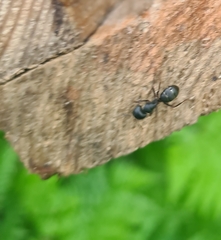 Camponotus vagus