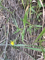 Sphagneticola calendulacea