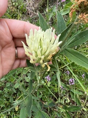 Trifolium pannonicum