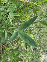 Trifolium pannonicum