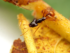 Orectognathus szentivanyi