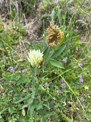 Trifolium pannonicum