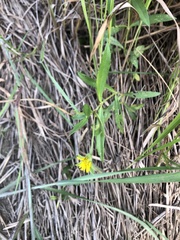 Sphagneticola calendulacea