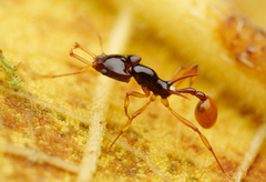 Orectognathus szentivanyi