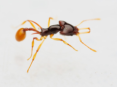 Orectognathus szentivanyi