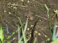 Pelophylax ridibundus