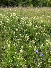 Trifolium pannonicum
