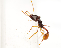 Orectognathus szentivanyi
