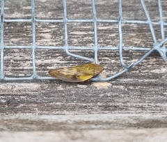 Omalophora pectoralis