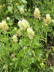 Trifolium pannonicum
