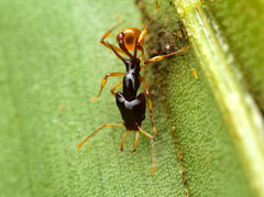 Orectognathus szentivanyi