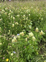 Trifolium pannonicum