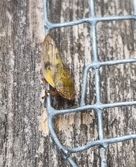 Omalophora pectoralis