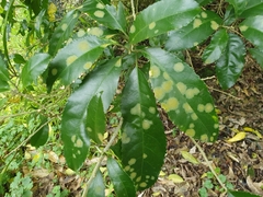 Cephaleuros lagerheimii