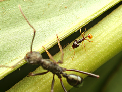Orectognathus szentivanyi