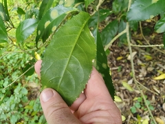 Cephaleuros lagerheimii