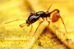 Orectognathus szentivanyi