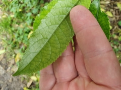 Cephaleuros lagerheimii