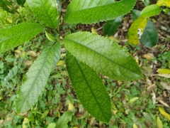 Cephaleuros lagerheimii