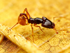 Orectognathus szentivanyi